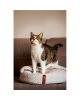 Zolux | Paloma Cat Bed with Cover, 480x480x150 mm | Beige