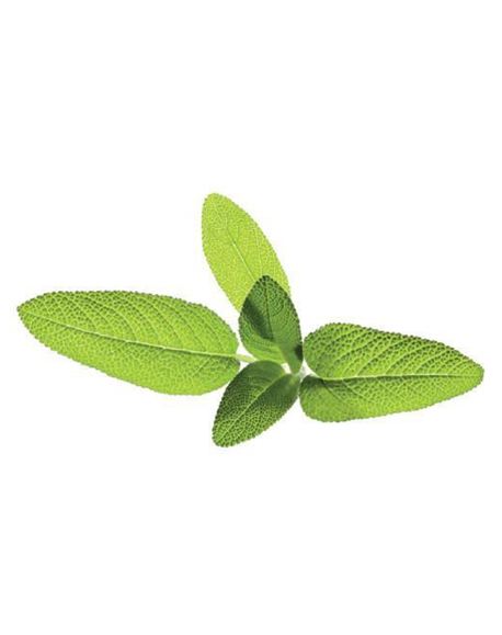 Sourcing | Seeds for Smart Pots Refill Sage, 3pcs | SGR7X3