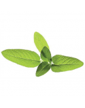 Sourcing | Seeds for Smart Pots Refill Sage, 3pcs | SGR7X3