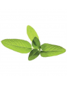 Sourcing | Seeds for Smart Pots Refill Sage, 3pcs | SGR7X3