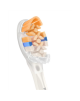 Philips Replacement brush heads | HX9092/87 Sonicare Premium All-in-One | Heads | For adults | Number of brush heads included 2 